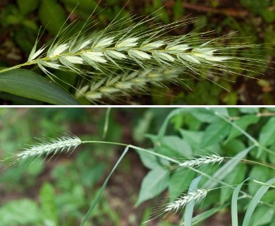 Elymus macgregorii