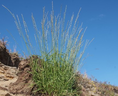 Elymus macrourus