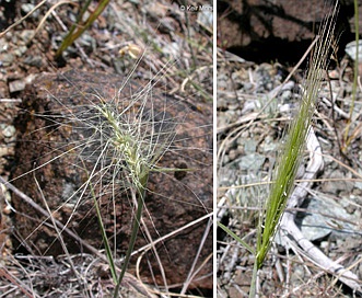 Elymus multisetus