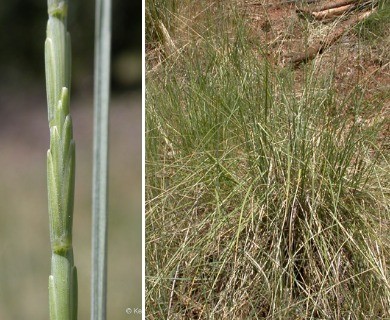 Elymus ponticus