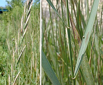 Elymus repens