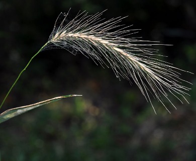 Elymus riparius