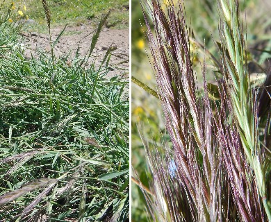 Elymus scribneri