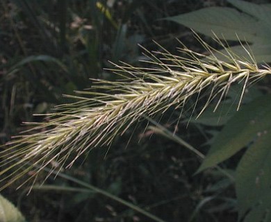 Elymus villosus