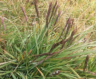 Elymus violaceus