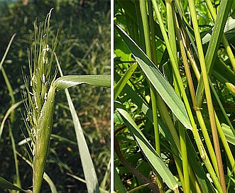 Elymus virginicus