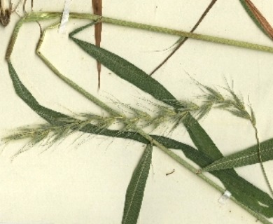 Elymus wiegandii