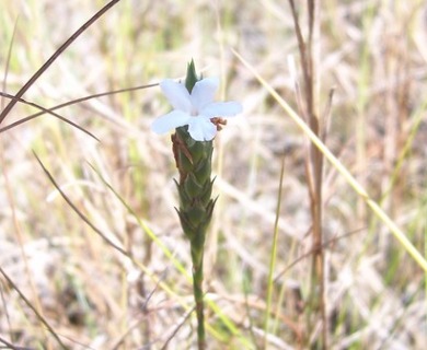 Elytraria caroliniensis