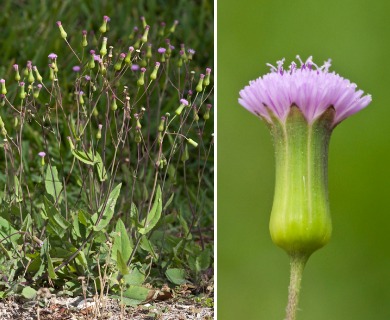 Emilia sonchifolia