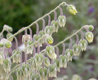 Emmenanthe penduliflora