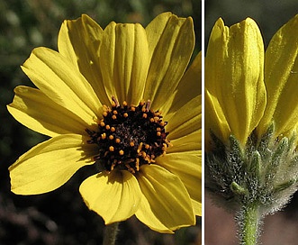 Encelia californica