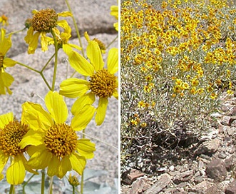 Encelia farinosa