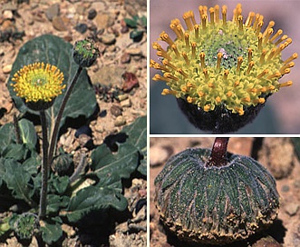 Encelia nutans