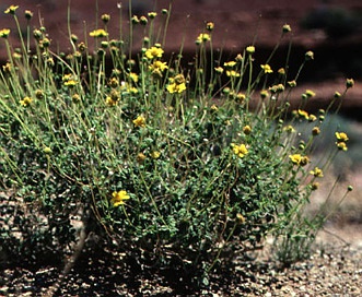 Encelia resinifera