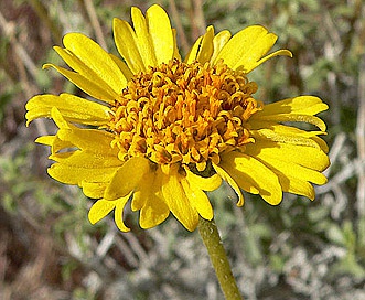 Encelia virginensis