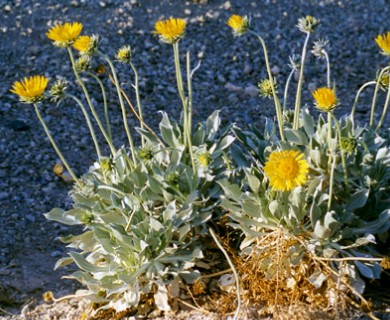 Enceliopsis argophylla