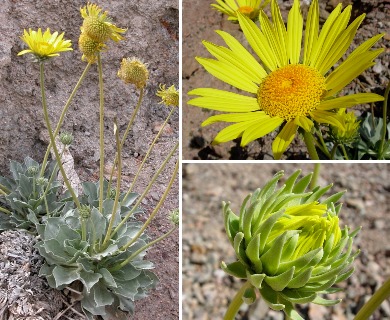 Enceliopsis covillei