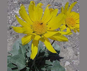 Enceliopsis nudicaulis