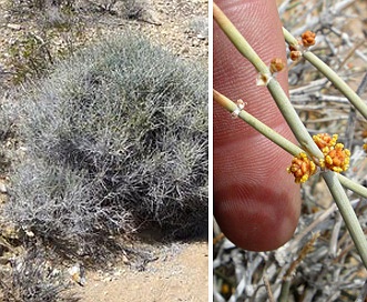 Ephedra funerea