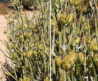 Ephedra torreyana