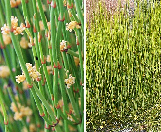 Ephedra viridis