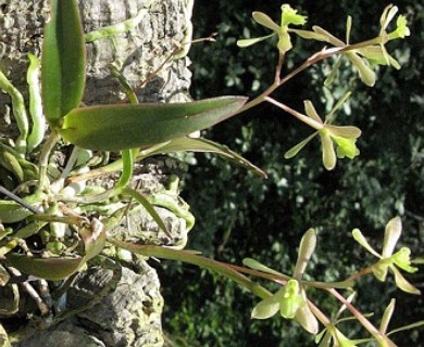 Epidendrum conopseum