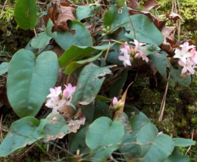 Epigaea repens