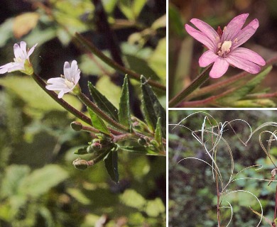 Epilobium ciliatum