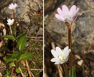 Epilobium clavatum