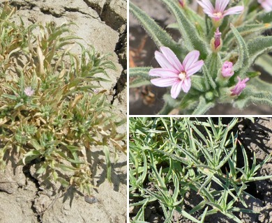 Epilobium cleistogamum