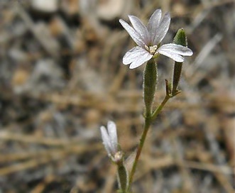 Epilobium foliosum