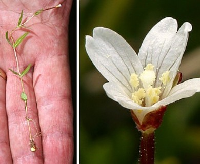 Epilobium hallianum