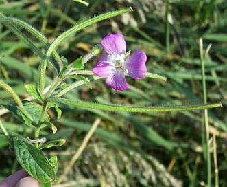 Epilobium hirsutum