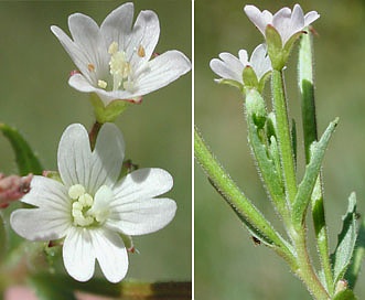 Epilobium lactiflorum