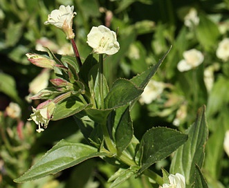 Epilobium luteum