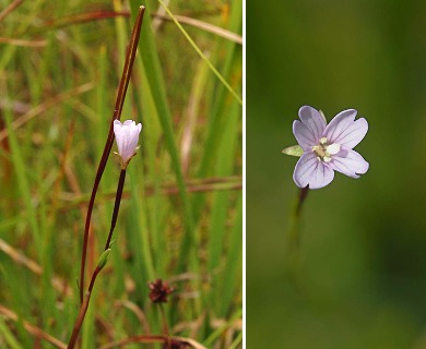 Epilobium oregonense