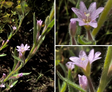 Epilobium pallidum