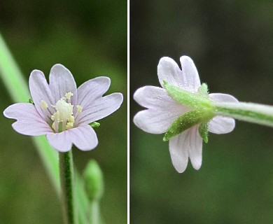 Epilobium palustre