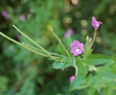 Epilobium parviflorum