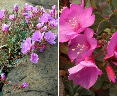 Epilobium rigidum