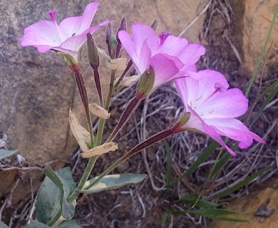 Epilobium siskiyouense