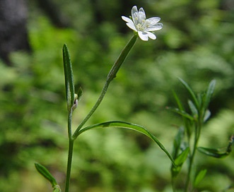 Epilobium strictum