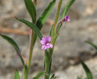 Epilobium torreyi