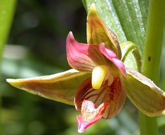 Epipactis gigantea