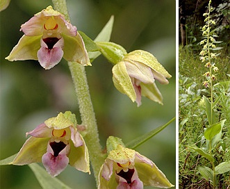 Epipactis helleborine