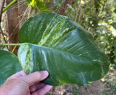 Epipremnum aureum