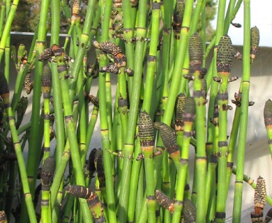 Equisetum X ferrissii