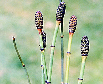 Equisetum laevigatum