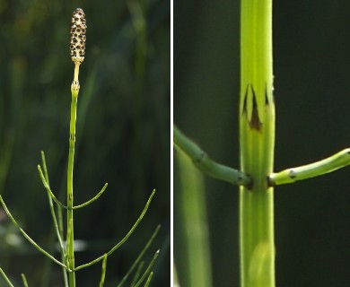 Equisetum palustre