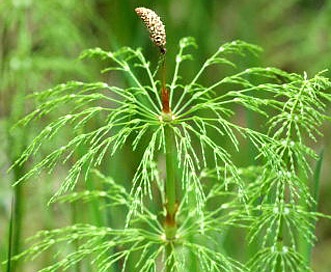 Equisetum sylvaticum